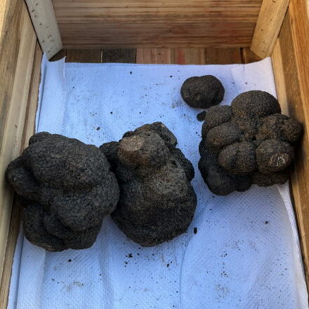 Le goût de la truffe